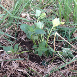 Working Outdoors: Perennial Plants, Trail Building and Cutting Firewood Image